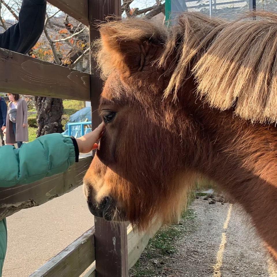 函館公園のポニー