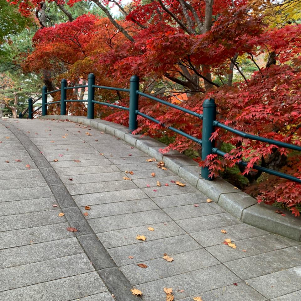 函館公園内の紅葉