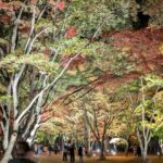 はこだてMOMI-Gフェスタ