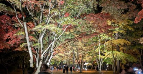 はこだてMOMI-Gフェスタ