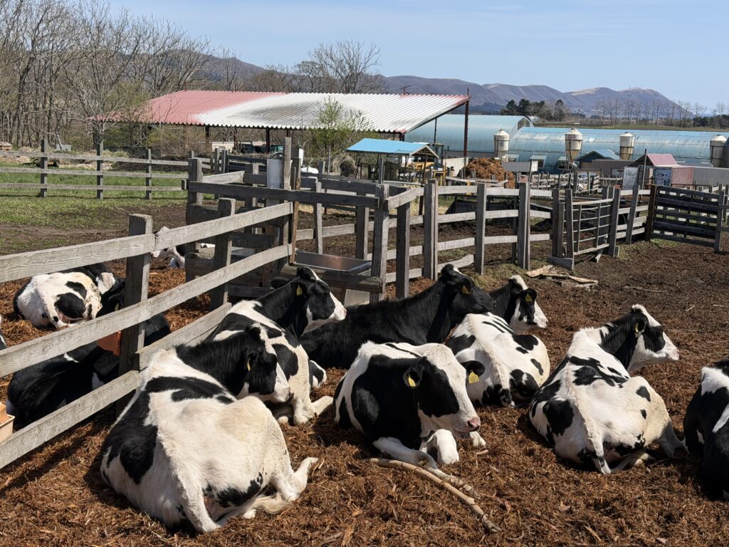 あいす118の牛たち